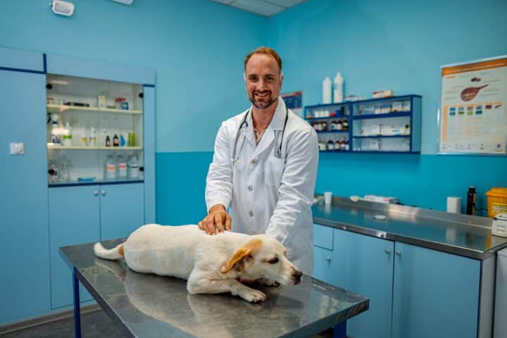 urgence veterinaire Reims