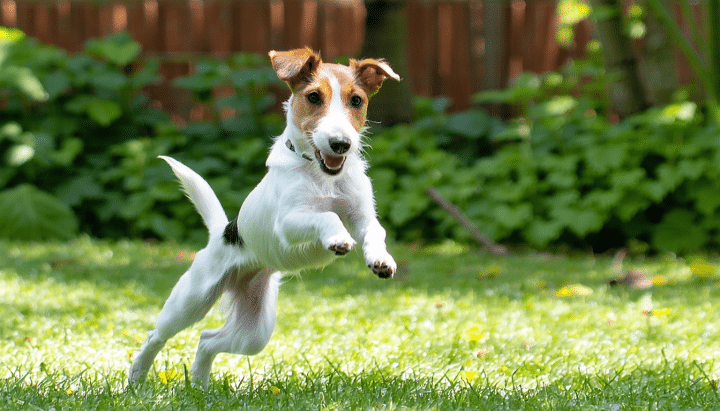découvrez comment bien choisir un élevage de fox terrier à poil lisse grâce à notre guide complet : critères de sélection, conseils pour repérer un éleveur sérieux et démarches pour adopter un chiot en toute confiance.