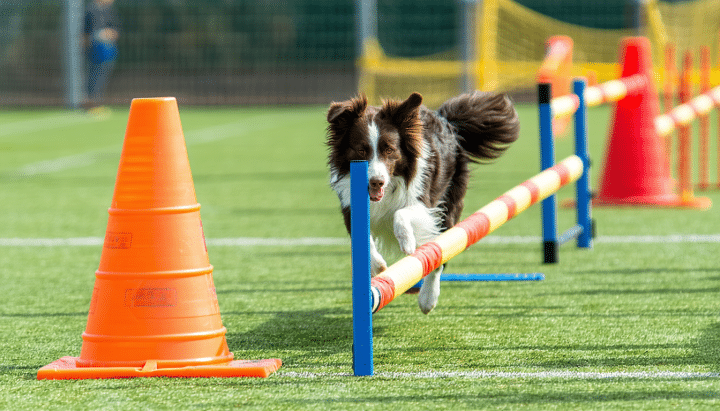 découvrez les équipements indispensables pour assurer la sécurité et le confort de votre chien lors de vos visites dans un parc de loisir. conseils, accessoires et astuces pour profiter pleinement de chaque sortie !