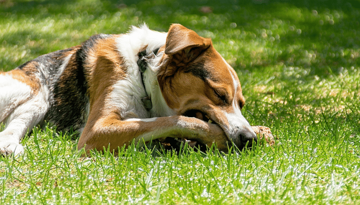 découvrez s'il est préférable de donner un os à moelle cru ou cuit à votre chien pour garantir sa sécurité et sa bonne santé. nos conseils pour choisir la meilleure option et éviter tout risque.