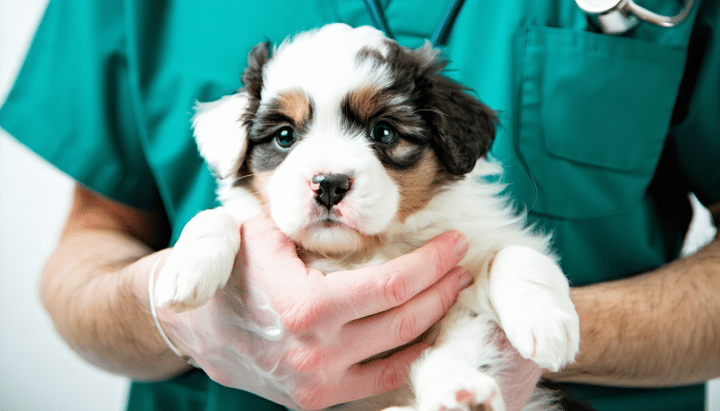 découvrez les causes fréquentes des selles molles chez un chiot de 2 mois et trouvez des solutions efficaces pour favoriser un transit sain. conseils pour prendre soin de la santé digestive de votre jeune chien.