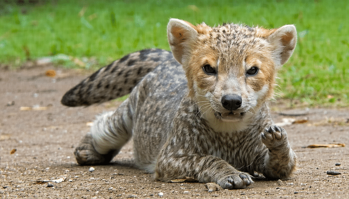 découvrez notre avis sur l'association suzi : une organisation engagée qui offre une aide précieuse aux animaux et soutient les personnes handicapées. bilan, témoignages et actions marquantes.