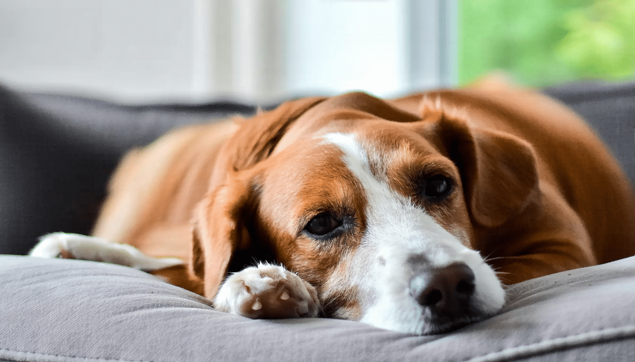 découvrez comment la clinique vétérinaire le chien bleu accompagne les chiens seniors avec des soins spécialisés, des bilans de santé réguliers et des conseils pour le bien-être de votre compagnon âgé.