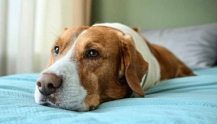 découvrez l'espérance de vie d'un chien atteint d'un cancer du foie, les symptômes à surveiller et les solutions pour améliorer sa qualité de vie grâce à des soins adaptés et aux traitements vétérinaires.