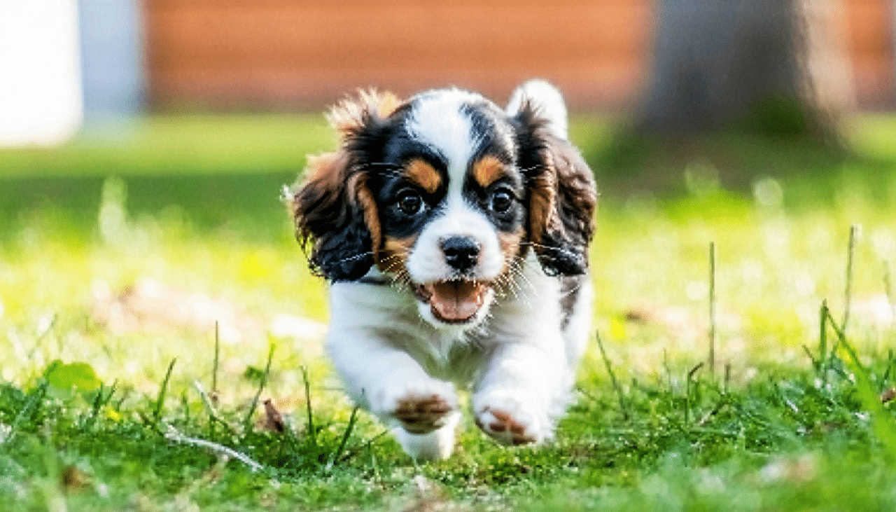 découvrez le prix d'achat d'un cavalier king charles et le budget à prévoir pour son entretien annuel, incluant alimentation, soins et accessoires.
