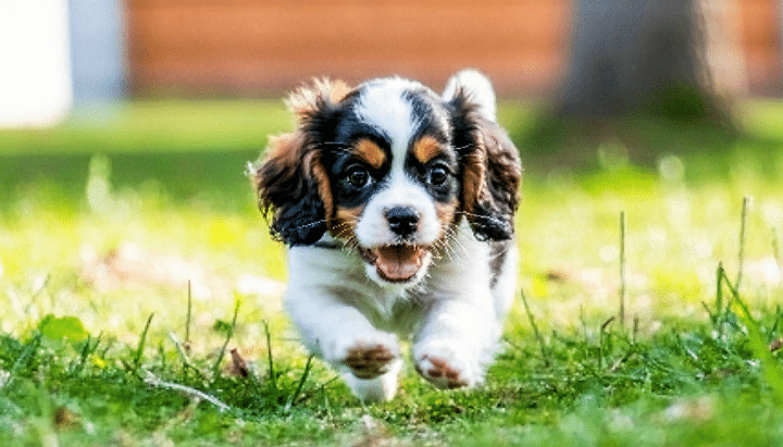découvrez le prix d'achat d'un cavalier king charles et le budget à prévoir pour son entretien annuel, incluant alimentation, soins et accessoires.