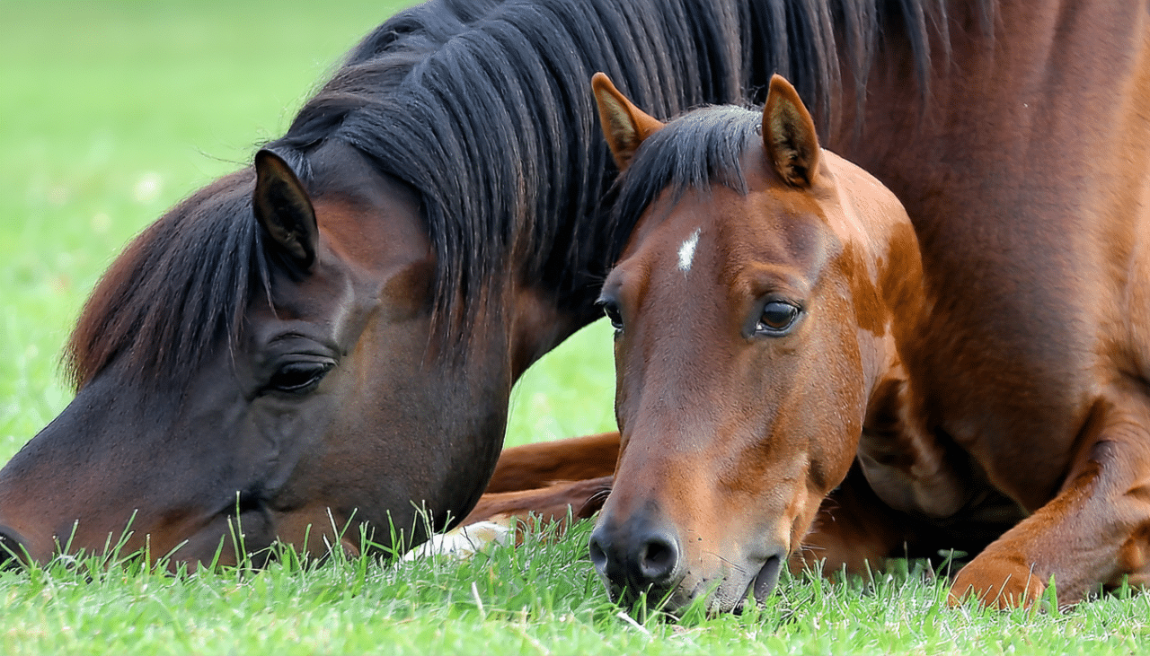 découvrez comment ff l'amour du risque impacte la dynamique entre l'homme et l'animal en thérapie, et favorise des liens thérapeutiques profonds et efficaces.