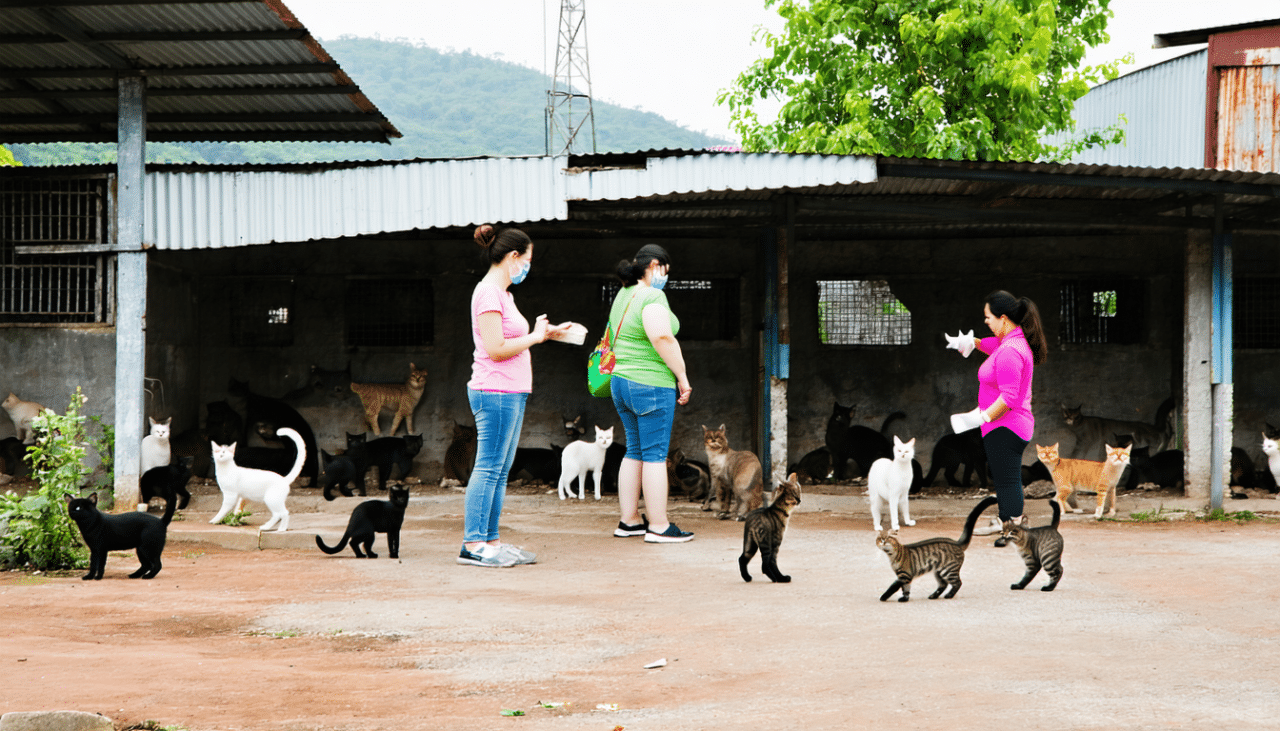 découvrez comment la société protectrice des animaux d'évreux soutient et protège les chats errants de la région grâce à des actions locales de sauvetage, soins et adoption.