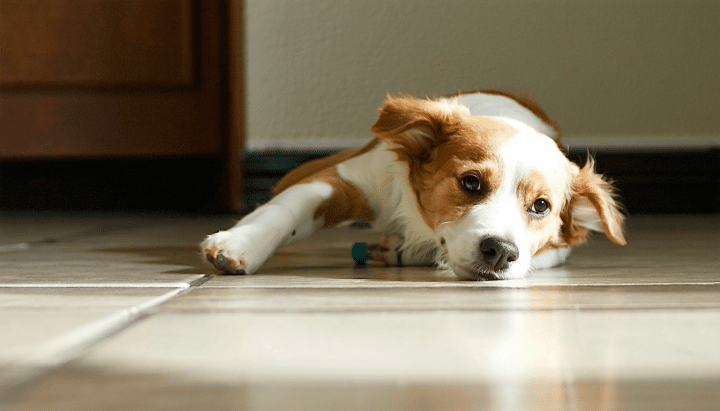 découvrez pourquoi votre chien glisse sur le carrelage et apprenez des astuces efficaces pour l'aider à retrouver confiance et stabilité à la maison.