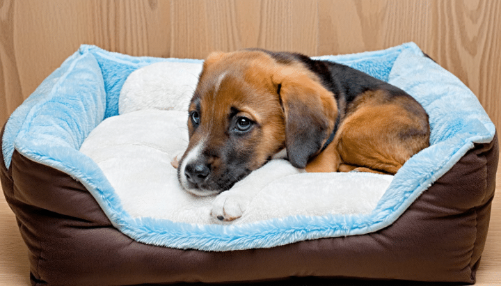 découvrez nos conseils pratiques pour bien préparer l'arrivée de votre chiot adopté via un toit pour toi rodez et offrir un foyer chaleureux et adapté à votre nouveau compagnon.