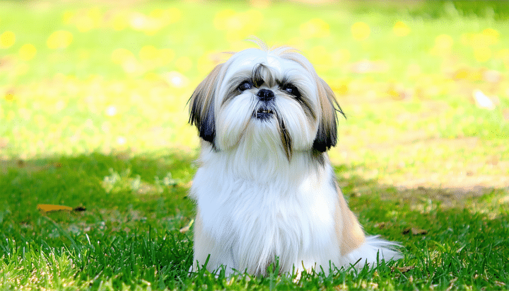 découvrez comment adopter un shih tzu à donner dans l'hérault (34) en toute sérénité grâce à nos conseils pratiques et astuces pour un accueil réussi de votre nouveau compagnon.