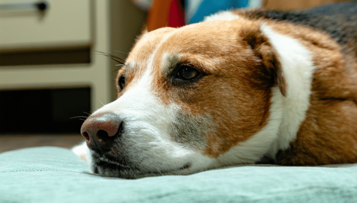 découvrez les avis experts des vétérinaires sur l'opération de la hernie périnéale chez le chien : procédure, risques et conseils pour le rétablissement de votre animal.