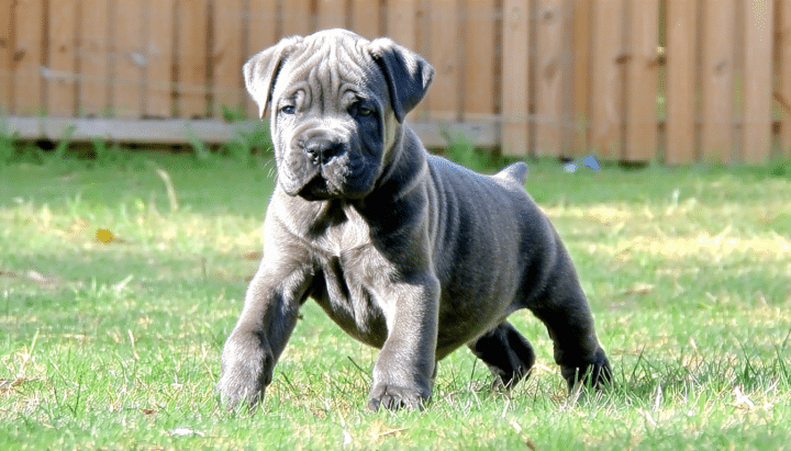 découvrez où trouver un chiot cane corso à vendre en france auprès d’élevages responsables garantissant santé, bien-être et respect de la race.