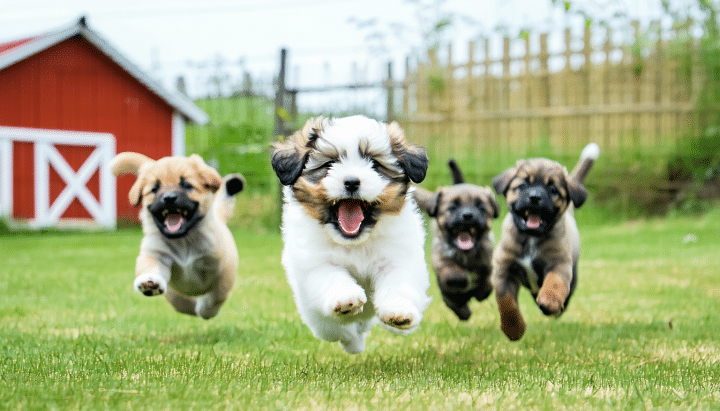 découvrez les méthodes d'élevage du val des trésors, conçues pour offrir à vos chiens un développement équilibré et un bien-être optimal, dans un environnement sain et attentionné.