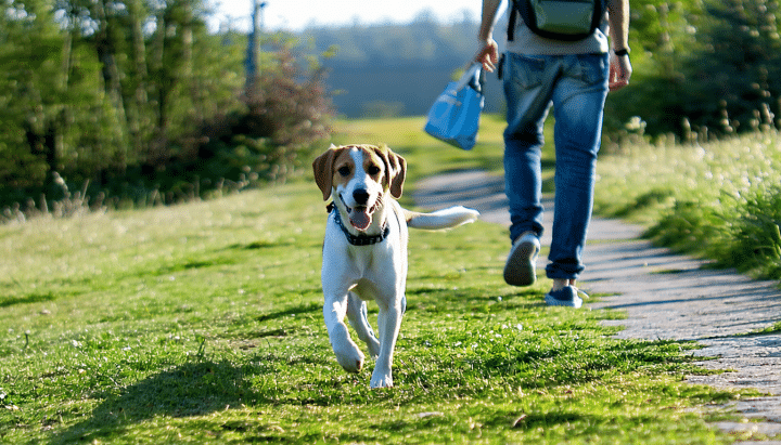 découvrez pourquoi votre chien vous suit de près et comment comprendre ce changement de comportement pour renforcer votre relation.