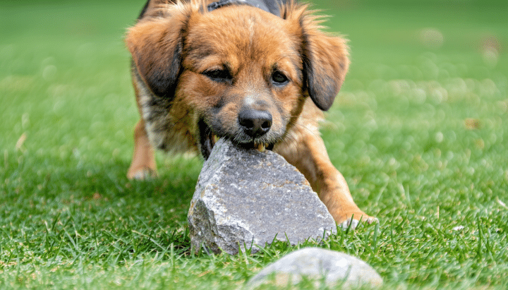 découvrez les étapes essentielles à suivre lorsque votre chien a avalé un caillou pour réagir rapidement et assurer sa sécurité.