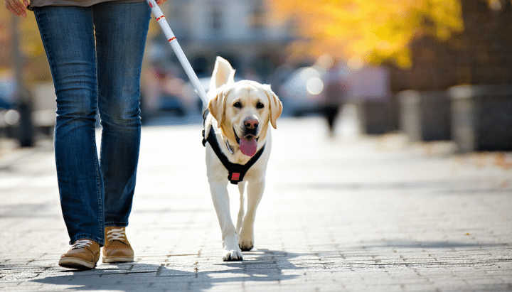 découvrez quelle race de chien est la mieux adaptée pour accompagner les personnes aveugles en tant que chien guide, alliant intelligence, fidélité et capacités d’assistance.