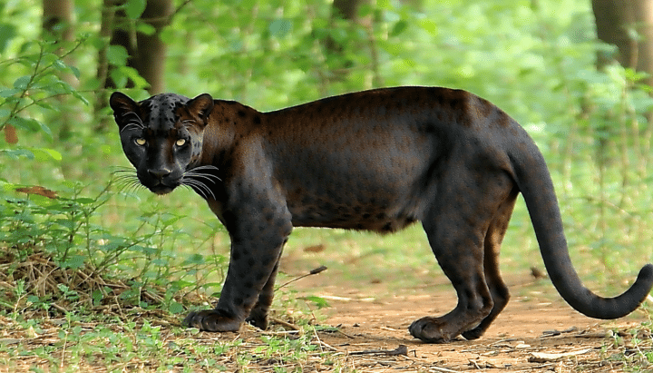 découvrez tout sur le jaguarondi, un animal fascinant dont le nom commence par la lettre j. apprenez ses caractéristiques, son habitat et ses habitudes dans cet article complet.