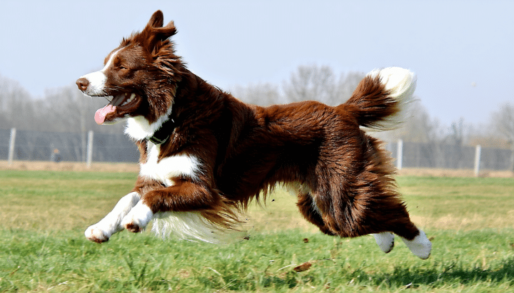 découvrez quelle est la meilleure race de chien adaptée pour courir de longues distances en pleine nature, alliant endurance, énergie et résilience.