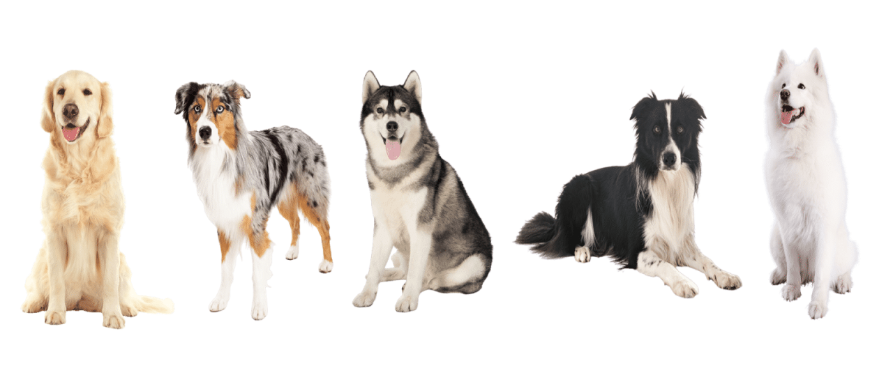5 races de chiens à découvrir absolument