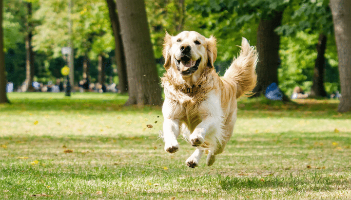 découvrez tout sur le golden retriever à poil court : ses caractéristiques, son tempérament et les conseils d'entretien pour un compagnon en pleine santé.