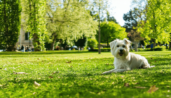 découvrez des idées créatives pour capturer des moments uniques avec votre chien au parc du griffon grâce à nos conseils photo et astuces pratiques.