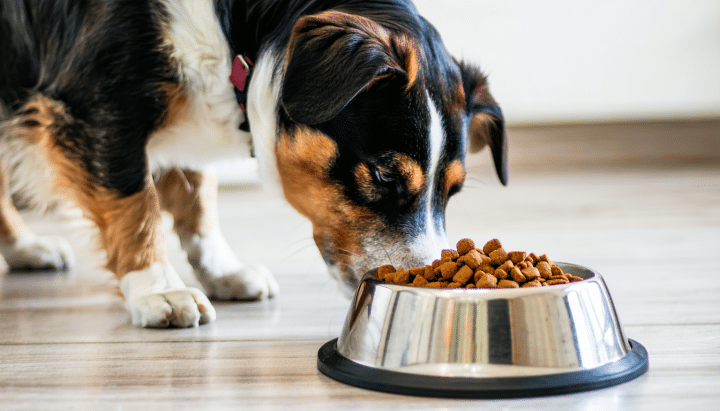 découvrez les raisons possibles pour lesquelles votre chien refuse ses croquettes malgré une bonne santé et trouvez des conseils pratiques pour encourager son appétit.