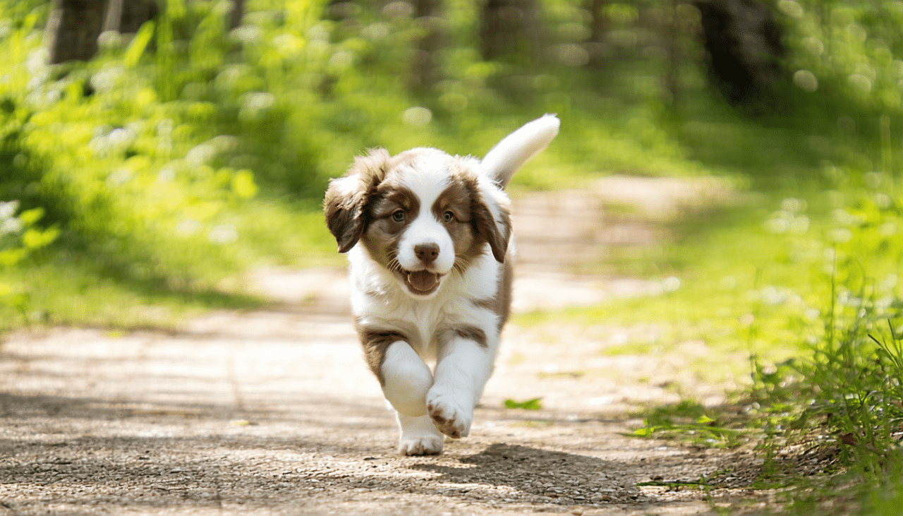 découvrez combien de kilomètres un chiot peut parcourir sans fatiguer ses pattes délicates, avec des conseils pour préserver sa santé et son bien-être.
