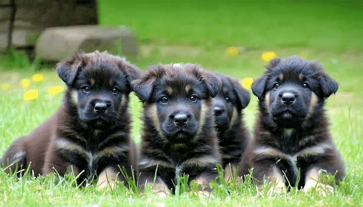 découvrez l'élevage du feeling de nolister : apprenez tout sur leurs chiens, leur élevage de qualité et leur socialisation optimale pour un compagnon équilibré.