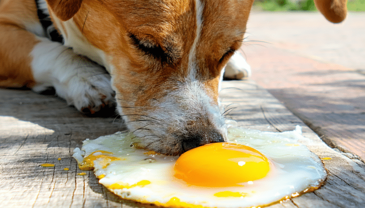 découvrez les bienfaits de l'œuf cru pour les chiens, les précautions à prendre et des conseils pour intégrer cet aliment dans une alimentation saine et équilibrée pour votre compagnon.