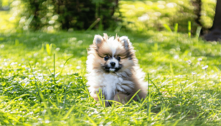 découvrez nos conseils pratiques pour élever et socialiser votre loulou de poméranie avec succès, afin de garantir son bien-être et son épanouissement.