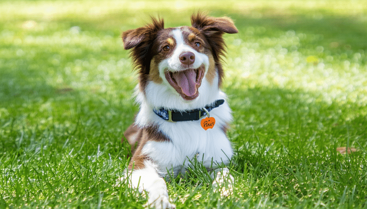 découvrez notre sélection des 20 meilleurs noms pour votre chien mâle en 2023, adaptés à sa race et à sa taille pour un choix personnalisé et tendance.