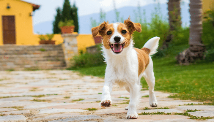 découvrez 30 noms de chien en v espagnols originaux et pleins de caractère pour offrir à votre animal un prénom unique et mémorable.