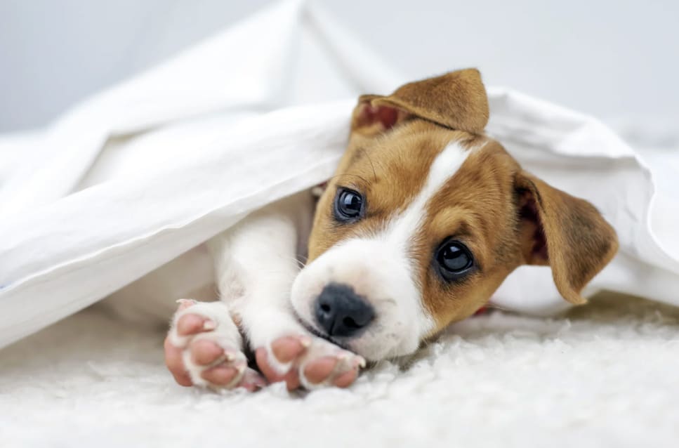 Le 1er jour parfait avec un chiot : la routine qui met tout le monde en confiance