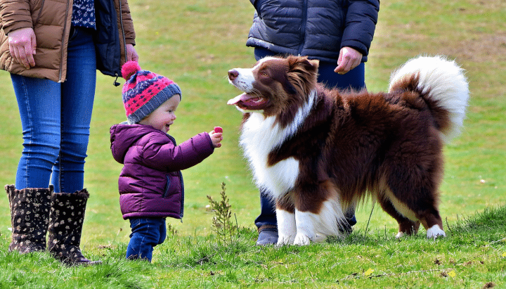 découvrez nos conseils pratiques pour bien éduquer un chien de berger roumain de bucovine, afin d'assurer une vie harmonieuse et équilibrée en famille.