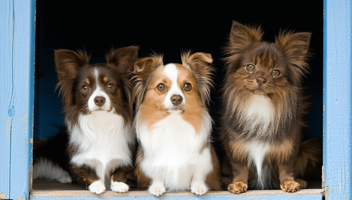 découvrez comment la société protectrice des animaux d'arthaz intervient pour secourir, protéger et réhabiliter les animaux maltraités, en offrant soins et refuges adaptés.