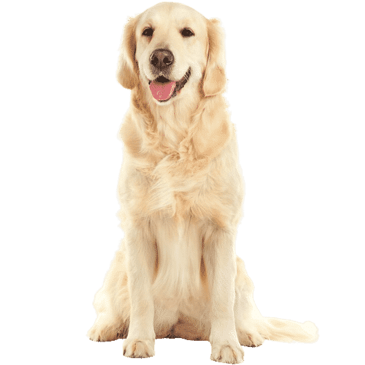 5 races de chiens à découvrir absolument