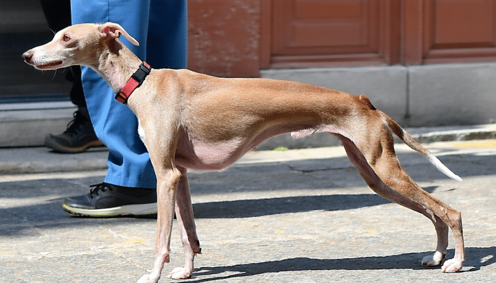 découvrez comment adopter un galgo en france grâce à notre guide complet. apprenez les étapes essentielles pour accueillir et prendre soin de ce lévrier noble avec amour et responsabilité.