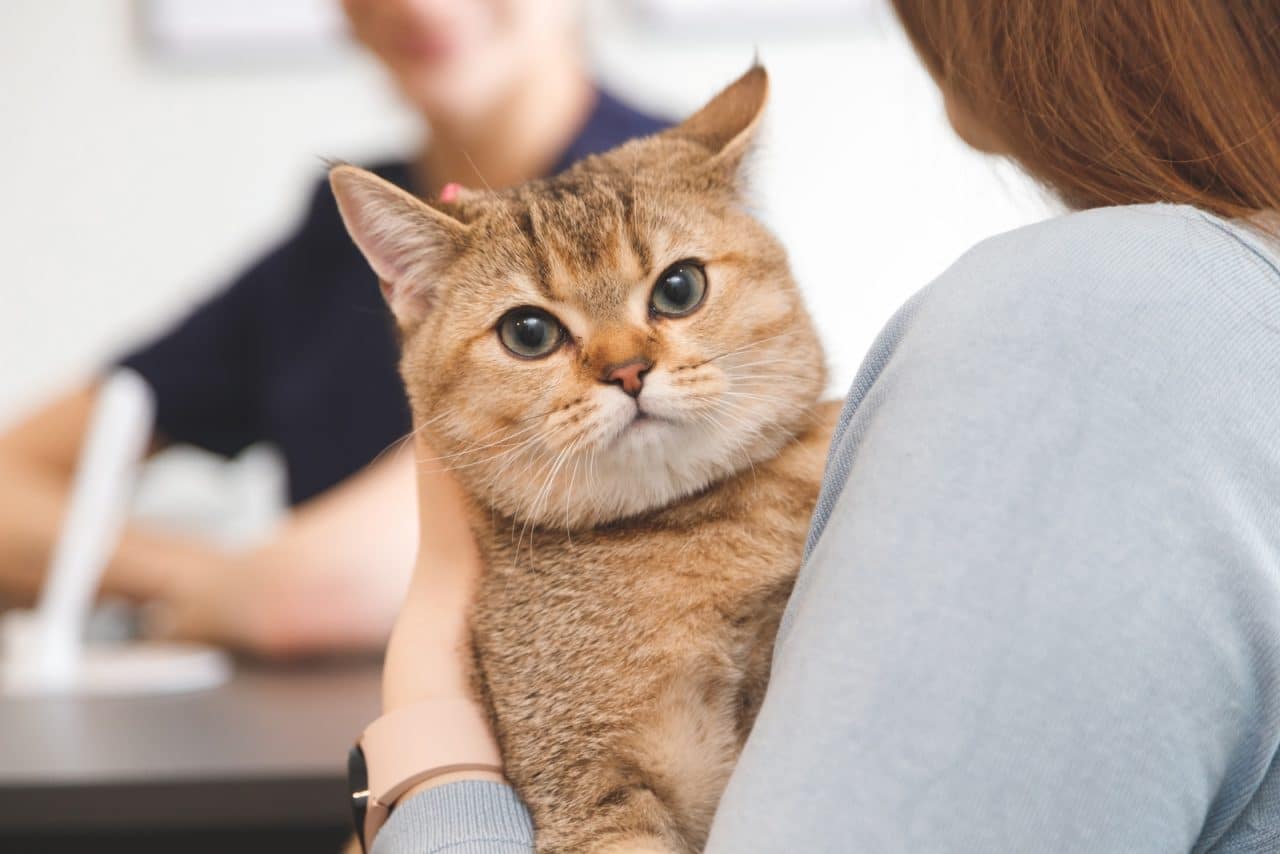 meilleure assurance chat