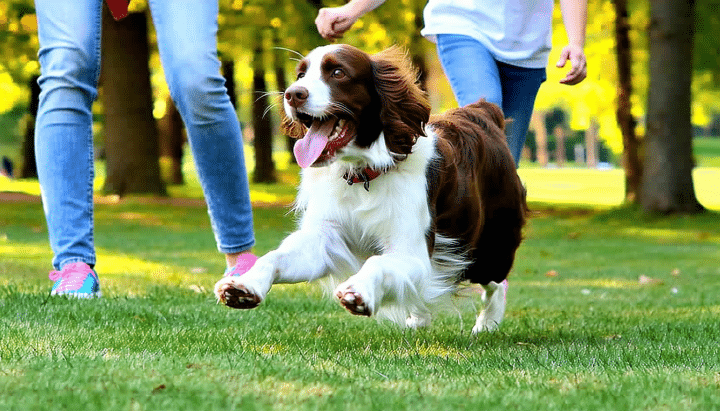 découvrez des conseils essentiels pour choisir un springer spaniel débourré à vendre, idéal pour la chasse ou comme chien de famille, alliant tempérament et entraînement.
