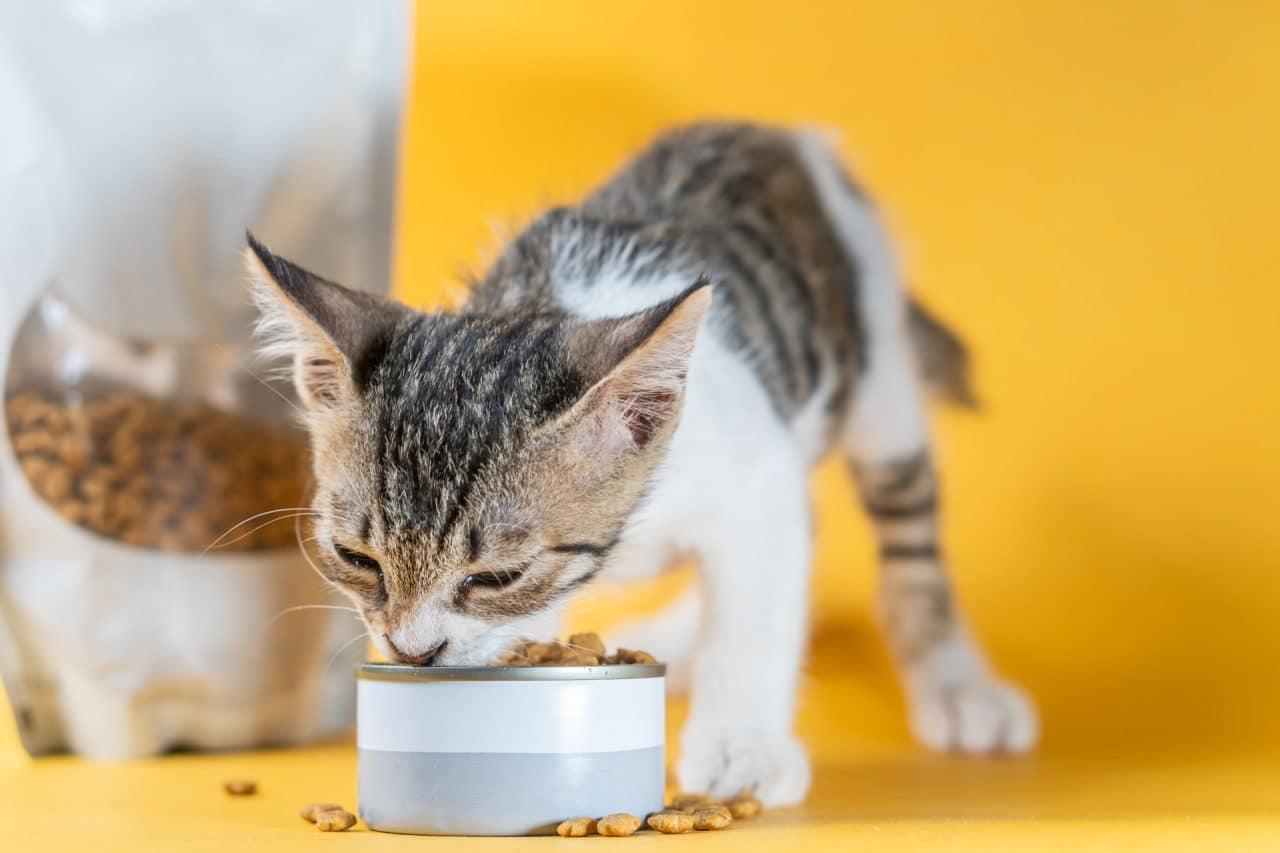 croquettes chat sans cereales