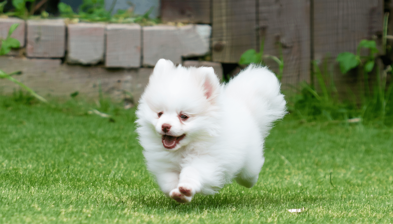 découvrez à quel âge un spitz nain devient propre et apprenez comment l'accompagner efficacement dans son apprentissage de la propreté grâce à nos conseils pratiques.