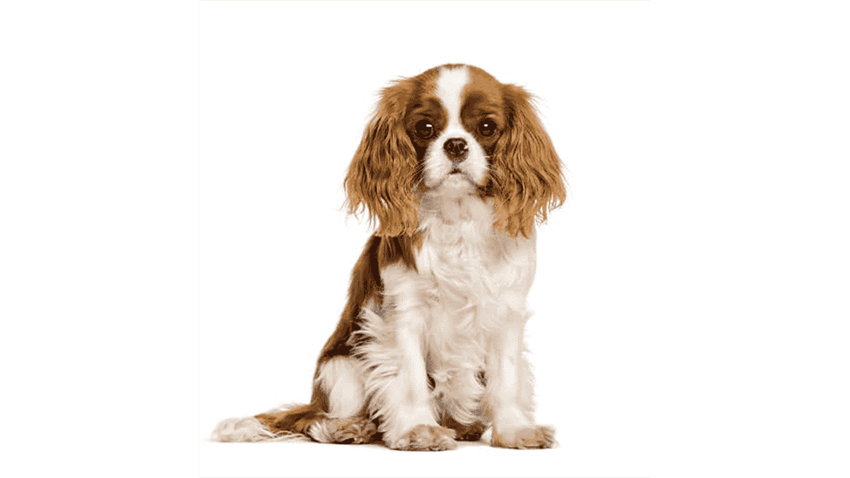 reussir dressage chiot