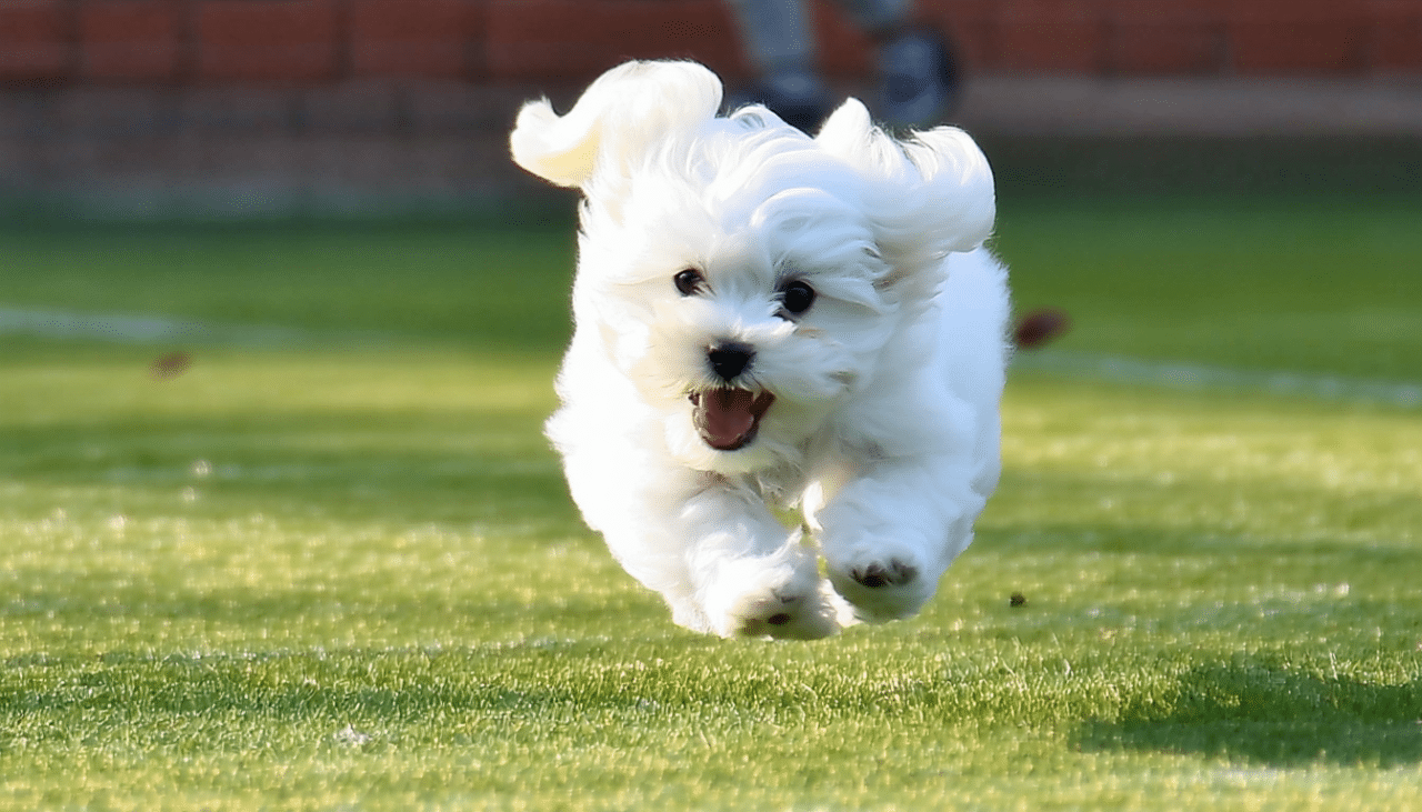 découvrez le prix d’un chiot coton de tuléar en élevage sérieux en 2024, avec des conseils pour choisir un élevage fiable et garantir la santé de votre futur compagnon.