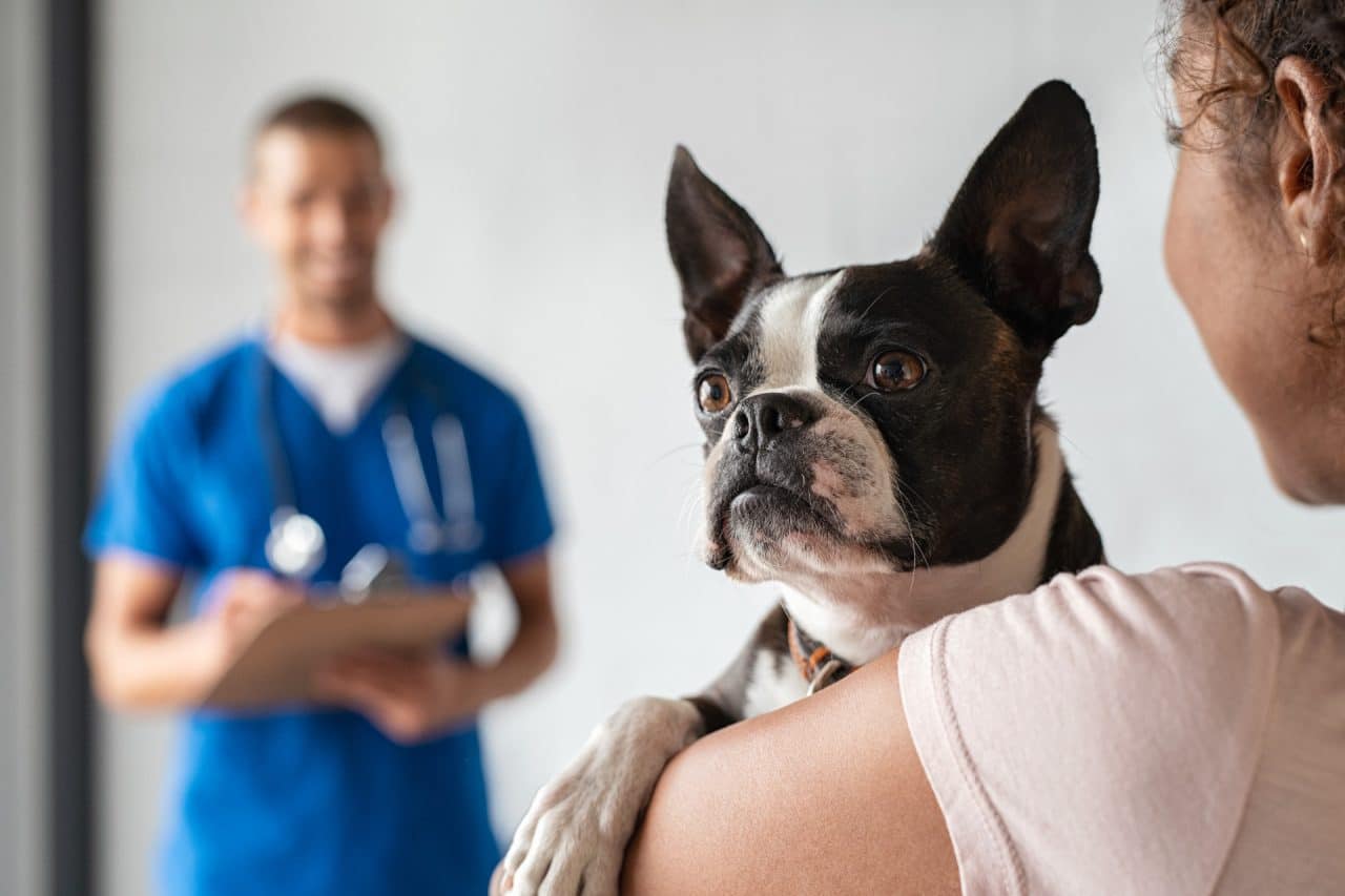 assurance sante animale