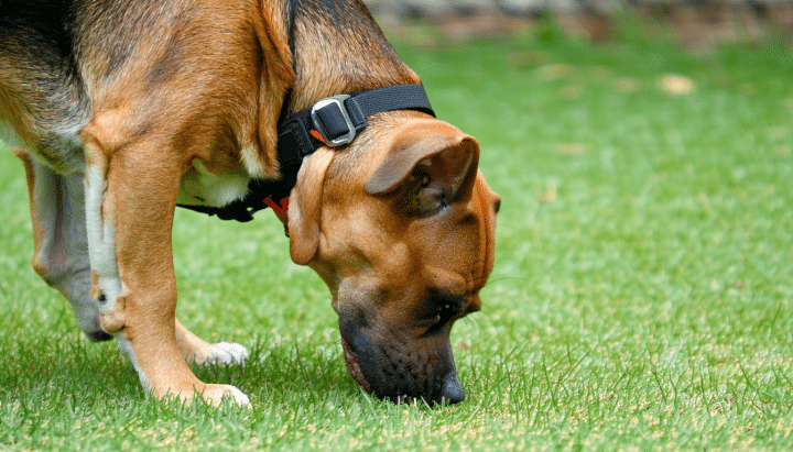 découvrez pourquoi votre chien s'arrête fréquemment pour renifler lors des promenades et ce que cela révèle sur son comportement et ses besoins.