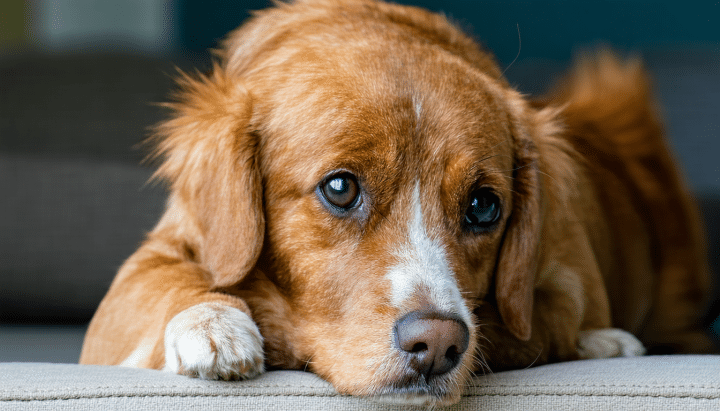 découvrez pourquoi votre chien peut avoir un air triste et apprenez des conseils pratiques pour améliorer son bien-être et son bonheur au quotidien.