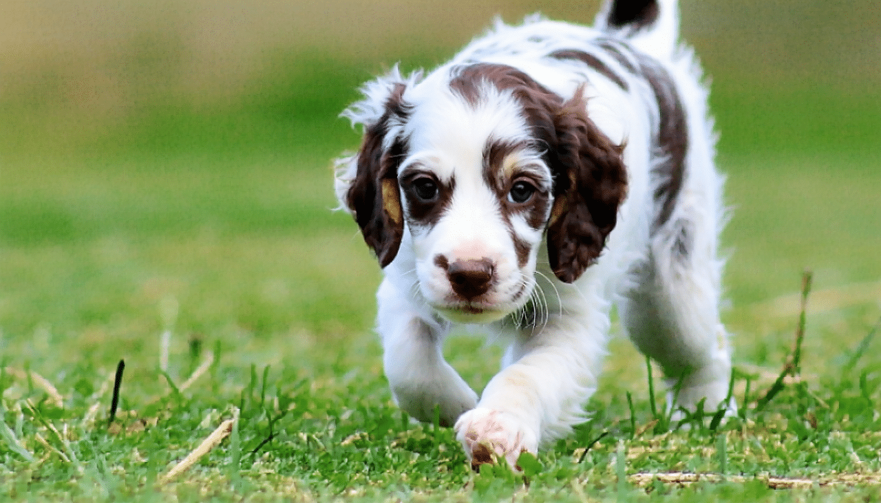 découvrez des conseils pratiques pour éduquer votre chiot setter anglais de 3 mois et lui garantir un bon départ dans son apprentissage.