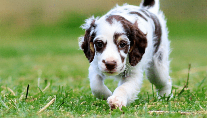 découvrez des conseils pratiques pour éduquer votre chiot setter anglais de 3 mois et lui garantir un bon départ dans son apprentissage.