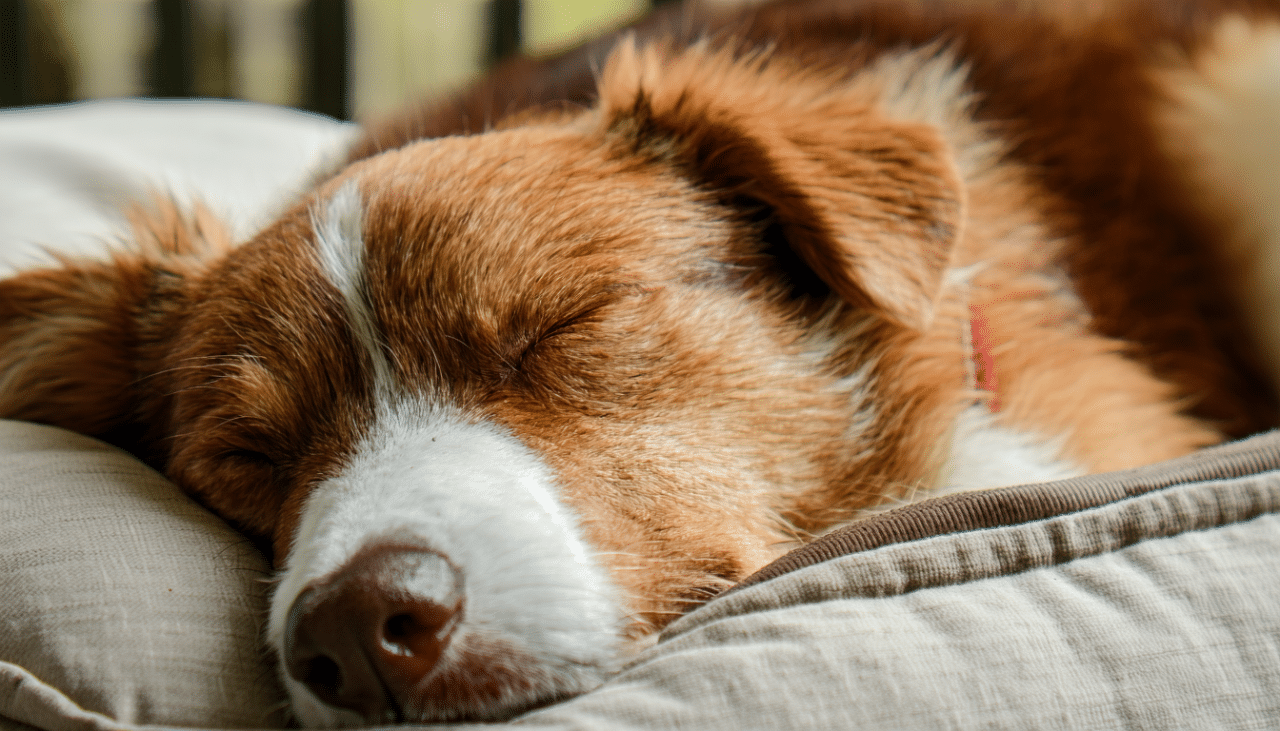 découvrez pourquoi votre chien urine en dormant, les causes possibles et les solutions efficaces pour y remédier et améliorer son confort.